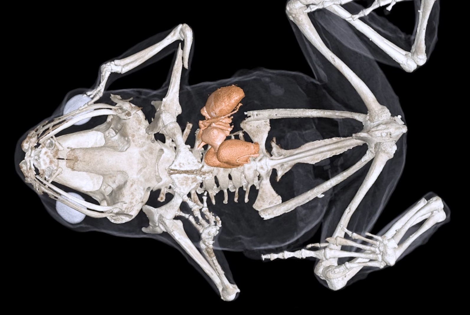 脊椎動物の3Dスキャン画像データベース構築プロジェクトが開始